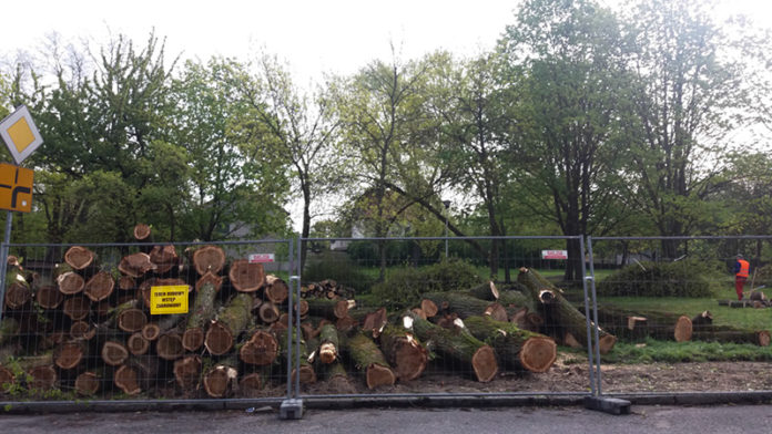 Wycinka drzew w parku przy ul. Partyzantów