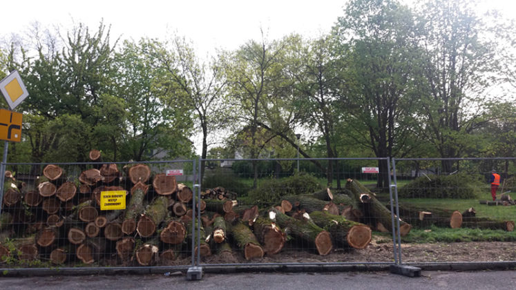 Wycinka drzew w parku przy ul. Partyzantów