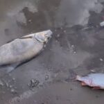 Zanieczyszczenie Odry śnięte ryby