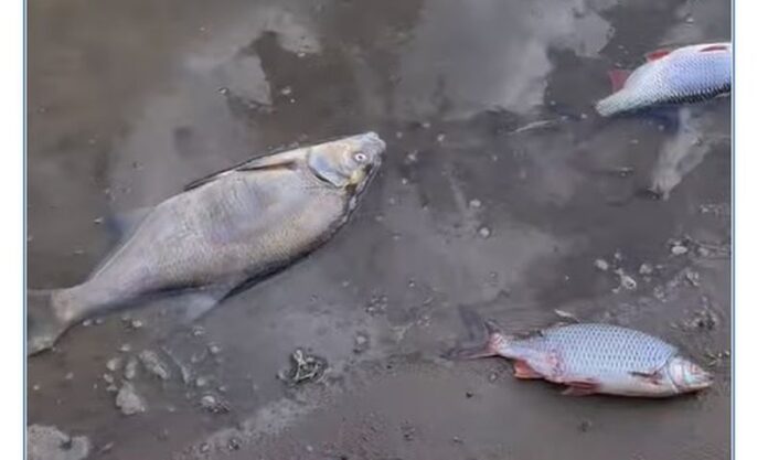 Zanieczyszczenie Odry śnięte ryby
