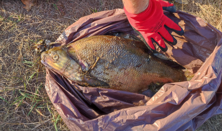 Śnięte ryby w Odrze Zanieczyszczenie Odry
